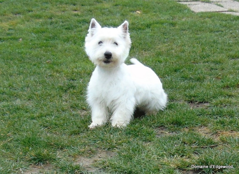 Les West Highland White Terrier de l'affixe du domaine de Edgewood